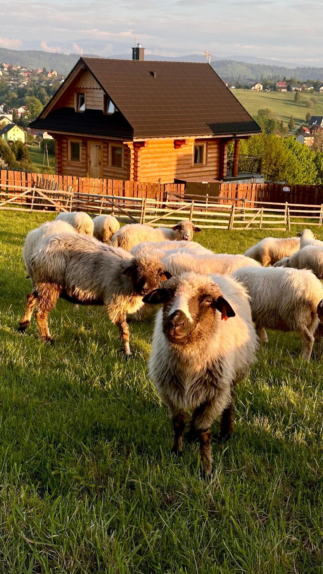 Zloty Gron Log Houses & Apartments Істебна Екстер'єр фото